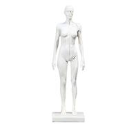 Modèle de crâne, Anatomie des Muscles Humains - Corps de crâne en résine de 11,8 Pouces - Muscles et Structure corporelle Visibles, Blanc C, 30 cm