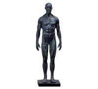 Modèle de crâne, Anatomie des Muscles Humains - Corps de crâne en résine de 11,8 Pouces - Muscles et Structure corporelle Visibles, Gris A, 30 cm