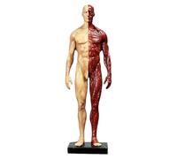 Modèle de crâne, Anatomie des Muscles Humains - Corps de crâne en résine de 11,8 Pouces - Muscles et Structure corporelle Visibles, Rouge B, 30 cm