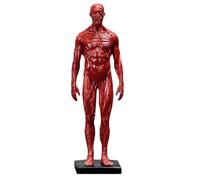 Modèle de crâne, Anatomie des Muscles Humains - Corps de crâne en résine de 11,8 Pouces - Muscles et Structure corporelle Visibles, Rouge A, 30 cm