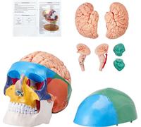 Modèle de crâne anatomique, Crâne humain avec cerveau - 8 pièces, Modèle de crâne anatomique peint grandeur nature en PVC - Crâne d'apprentissage amovible en 3 parties pour l'enseignement professionne