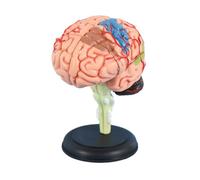 Modèle de crâne anatomique - Réplique humain 1:1 avec pièces amovibles for l'étude l'anatomie des artères cérébrales et du cerveau