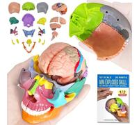 Modèle De Crâne Avec Cerveau, 1:2 Taille Réelle, 20 Pièces | Modèle De Crâne Démontable EVOTECH SCIENTIFIC Pour L'Enseignement Et La Démonstration En Anatomie, Avec Manuel Pédagogique