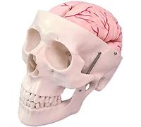 Modèle De Crâne avec Modèle D'anatomie du Cerveau - Modèle De Crâne Structure De Crâne Grandeur Nature avec Modèle Anatomique De L'artère Cérébrale - pour Affichage