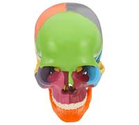 Modèle de Crâne Coloré Détachable pour Cours D’anatomie Humaine | Plastique, Codage Clair des Sections, Usage en ureau D’étude, pour Élèves et Professeurs