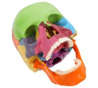 Modèle de Crâne Coloré en Plastique pour Cours D’anatomie | Assemblage Manuel, Affichage Anatomique Détaillé, Codes Couleur Vifs, pour Étudiants et Formation