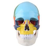 Modèle de Crâne Coloré Grandeur Nature Modèle de Crâne Humain Adulte Modèle Anatomique avec Carte D'identité