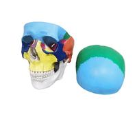 Modèle de crâne coloré Humain, modèle Anatomique en 3 Parties Grandeur Nature avec Tableau de crâne Humain coloré pour Le Cours d'étude de l'anatomie Humaine des étudiants en médecine