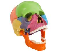 Modèle de Crâne Coloré pour Cours D'anatomie Humaine en Classe | Plastique, Sections aux Couleurs Vives et Distinction Claire, Outil D'apprentissage Manuel pour Étudiants