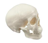 Modèle de crâne - Crâne squelette | Crânes humains | Modèle de tête de squelette | Modèles anatomiques | Petits travaux manuels réalistes Décoration d'Halloween pour enseigner l'anatomie