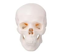 Modèle de crâne de bébé Humain, modèle d'anatomie de crâne de Foetus, modèle de crâne de bébé pour l'enseignement médical, Apprentissage, Outil d'affichage éducatif