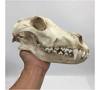 Modèle de crâne de loup - Réplique de crâne de loup grandeur nature 1: 1 - Modèle de crâne d'animal de haute simulation Modèle de tête de crâne de loup réaliste - pour l'enseignement des études vétér