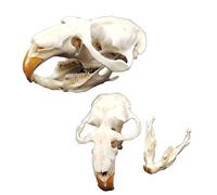 Modèle de crâne de Rat véritable, réplique de crâne d'animal, Fournitures de taxidermie, Art, Recherche médicale, spécimens d'os d'animaux
