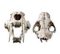 Modèle de crâne de tigre à dents de sabre grandeur nature 1:1 - Réplique en résine d'anatomie de tête de crâne d'animal - pour décoration de bar à domicile, décoration d'Halloween, outil éducatif, ca