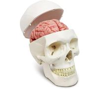 Modèle de crâne et cerveau humain grandeur nature avec sutures numérotées - Outil pédagogique anatomique for étudiants en médecine enfants