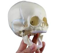 Modèle de crâne fœtal, modèle d'anatomie du crâne humain, matériau PVC, dessiné à la main, for l'affichage de l'apprentissage de l'éducation médicale.