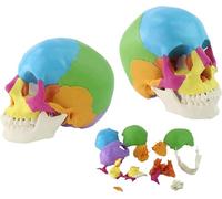 Modèle de crâne humain amovible, crânes didactiques anatomiques 22 pièces, flexible et amovible, modèle de squelette de crâne coloré, pour leçons d'anatomie