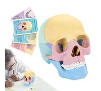 Modèle de crâne humain anatomique et tête de mort, multicolore