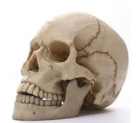 ModèLe De CrâNe Humain Anatomique MéDical, 1: 1 ModèLe RéAliste D'Os De TêTe Humaine En RéSine De Taille RéElle A Une MâChoire Amovible, DéCorations De FêTe D'Halloween