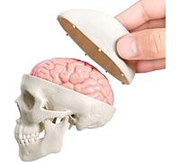 Modèle De Crâne Humain Avec Cerveau, 1:2 Demi-Taille Réelle