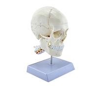 Modèle de crâne humain avec vertèbres cervicales et sutures crâniennes pour étude d'anatomie médicale et aide pédagogique Modèle de crâne pour salle de classe