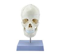 Modèle de crâne humain avec vertèbres cervicales et sutures crâniennes pour étude d'anatomie médicale et aide pédagogique Modèle de crâne pour salle de classe