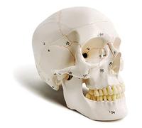 Modèle de crâne humain classique numéroté de 9" de haut - Qualité médicale - 3 pièces - Avec coutures peintes - 54 pièces - Écriture numérotée - Avec affiche