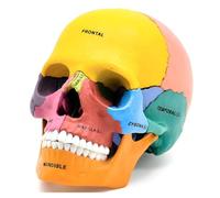 Modèle de crâne Humain coloré en 17 pièces, kit d'anatomie démontable DIY pour l'enseignement médical