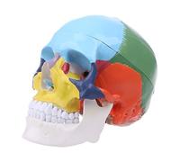 Modèle de crâne humain coloré grandeur nature Anatomique Anatomie Enseignement médical Squeleto Modèles d'enseignement dans l'éducation des surdoués