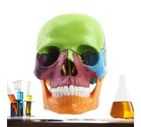 Modèle de crâne humain - Crâne amovible grandeur nature en 15 pièces, tête humaine anatomique réaliste, capuchons amovibles, outil éducatif d'apprentissage médical pour étudiants et enseignants