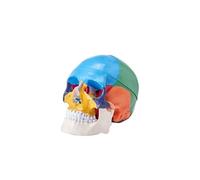 VEVOR Modèle de Crâne Humain Anatomique avec Cerveau 8 Parties Anatomie Crâne Humaine PVC 1:1 Grandeur Nature Crâne Étiqueté Modèle Coloré pour Enseignement Médical Recherche Apprentissage 15x15x20 cm