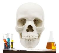 Modèle de crâne humain - Grand modèle anatomique de 22 cm - Réplique anatomique amovible en 15 parties - Structure de la tête éducative grandeur nature pour les études médicales, l'enseignement, la