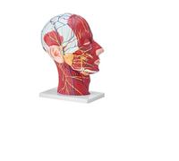 Modèle de crâne humain grandeur nature - Anatomie détachable en 18 parties avec cerveau pour l'enseignement et le cabinet médical(Half Head)