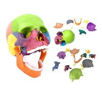 Modèle de crâne Humain Grandeur Nature - Anatomie Miniature du crâne - 15 pièces détachables, pour Adulte, pour l'éducation