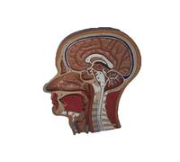 Modèle de crâne humain grandeur nature en coupe, anatomie de la tête en vue sagittale médiane et frontale avec cerveau, 31 cm, modèle anatomique détaillé Humain Amovible des