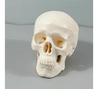 Modèle de crâne humain grandeur nature - Hùman SkuBusiness} l Anatomie | Anatomie Humań SkuBusiness} l, résine décoration de fête d'Halloween tête de mort humain modèle os squelette médical, blanc