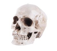 Modèle de crâne Humain Grandeur Nature, réplique de crâne Humain réaliste, crâne d'anatomie en résine Blanche, Outil d'enseignement de Haute précision, décoration d'halloween
