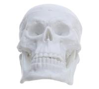 Modèle de Crâne Humain Miniature en Pvc Blanc, Réaliste