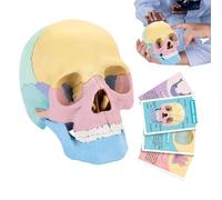 Modèle de crâne humain, modèle d'anatomie du crâne | Modèle de crâne humain amovible - Jouet squelette coloré, modèle de tête de crâne humain pour l'éducation, les études artistiques, les cosmétiques