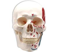 Modèle de crâne humain, modèle de squelette de cerveau humain standard avec numérotation précise, 3 dents peuvent être retirées, for l'affichage de l'apprentissage de l'éducation médicale.