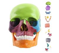 Modèle de crâne humain pour l'anatomie,modèle de crâne humain | Modèle de crâne humain détachable grandeur nature en 15 parties | Faux modèle de crâne d'anatomie, casquettes de crâne d'étude