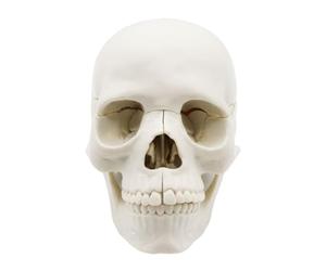 Modèle de crâne humain - Réplique grandeur nature, crâne détachable en 15 parties | Squelette de tête anatomique réaliste pour étudiant en médecine enseignement de l'anatomie en classe laboratoire rec