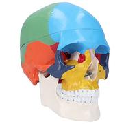 Modèle de crâne humain - Taille réelle - 3 pièces - Amovible - Modèle anatomique du crâne humain avec nuancier pour enseigner et apprendre