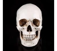 Modèle de Crâne Humain Taille Réelle en Résine en Couleur Blanche Pour Dessin Modèle Réplique Dessin Ornement De Halloween, l'Anatomie de l'Enseignement