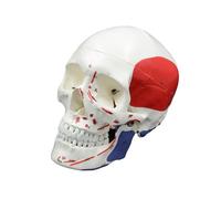 Modèle de crâne humain taille réelle squelette modèle pour étude rapport médical numéro codé anatomie humaine mode anatomie éducation anatomie