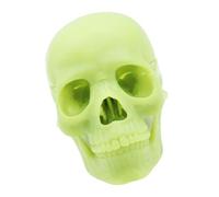 Modèle de crâne médical, modèle de crâne Humain pour l'anatomie, modèle de crâne éclaté, Anatomie du crâne Anatomique Humain