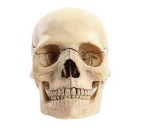 Modèle de crâne médical, modèle de crâne Humain pour l'anatomie, modèle de crâne éclaté, Anatomie du crâne Anatomique Humain