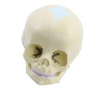 Modèle de crâne médical, modèle de crâne Humain pour l'anatomie, modèle de crâne éclaté, Anatomie du crâne Anatomique Humain