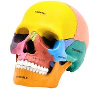 Modèle de crâne, modèle d anatomie du crâne humain en 17 pièces détachables, affichage coloré des dents et du crâne, pour étudiants en médecine, PVC avec marquages gravés au laser