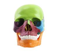 Modèle de crâne - Modèle d'anatomie colorée du corps humain en 15 parties amovible à l'échelle 1:2 | Enseignement médical, éducation, science, outil d'étude en ran d'aprend